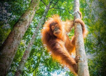 G7 performance on biodiversity