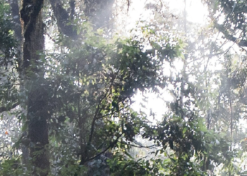 The symbiosis of biodiversity and health