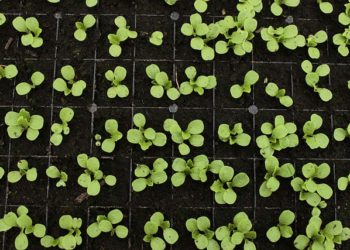 ADVOCACY: Food for thought