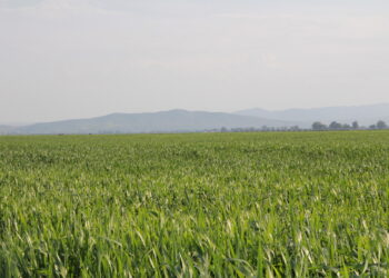 ADVOCACY: Investing in Arab food security