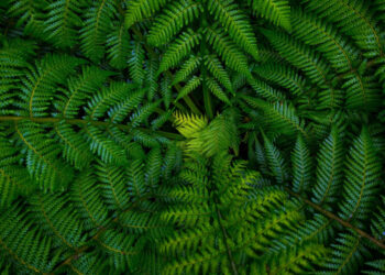 Biodiversity and health: from fragmentation to integration