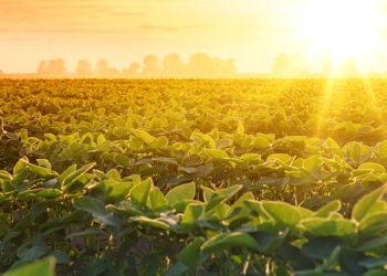 Fertile soil for food security